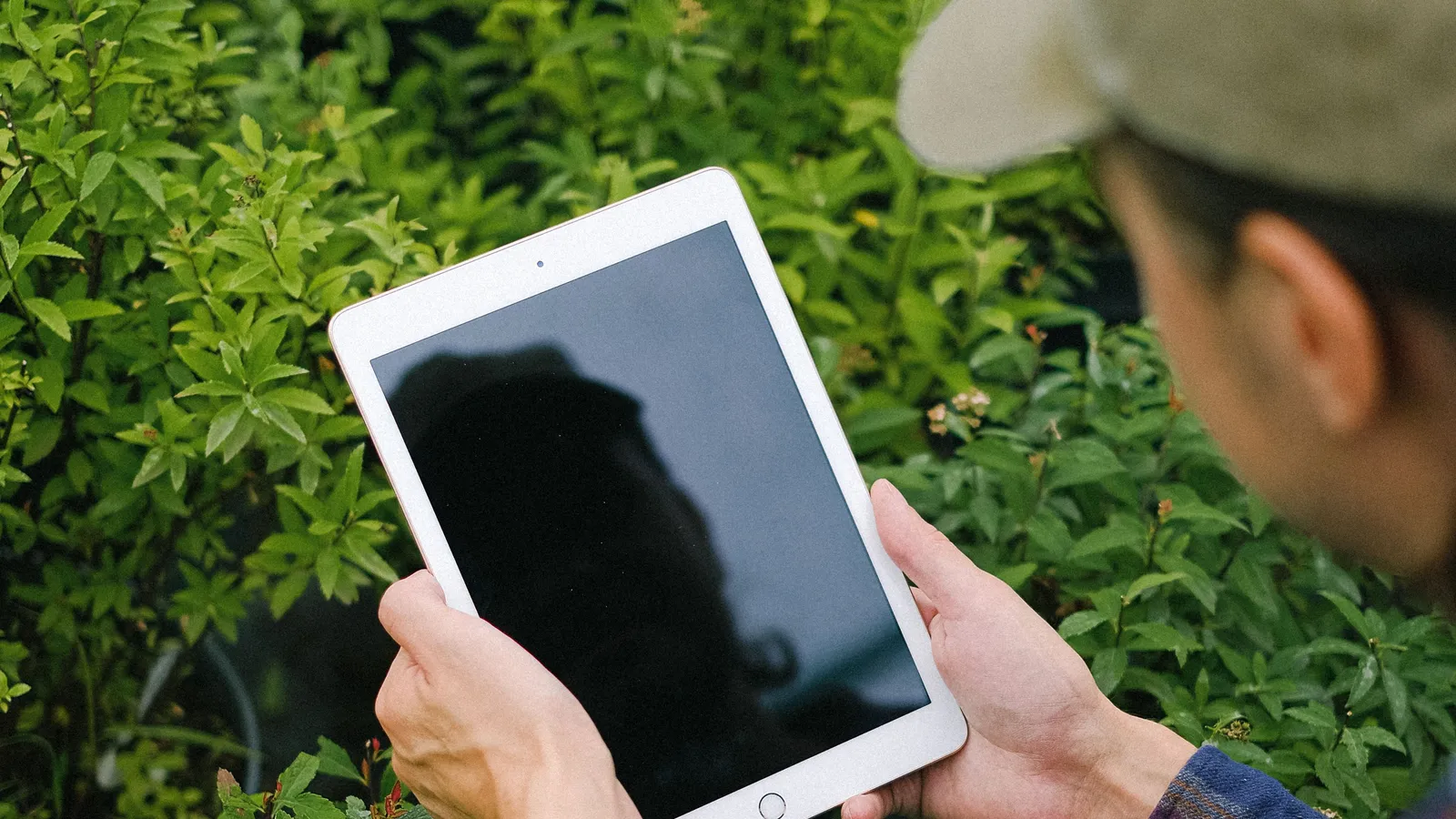 Anbauer hält ein Tablet zwischen Pflanzenreihen