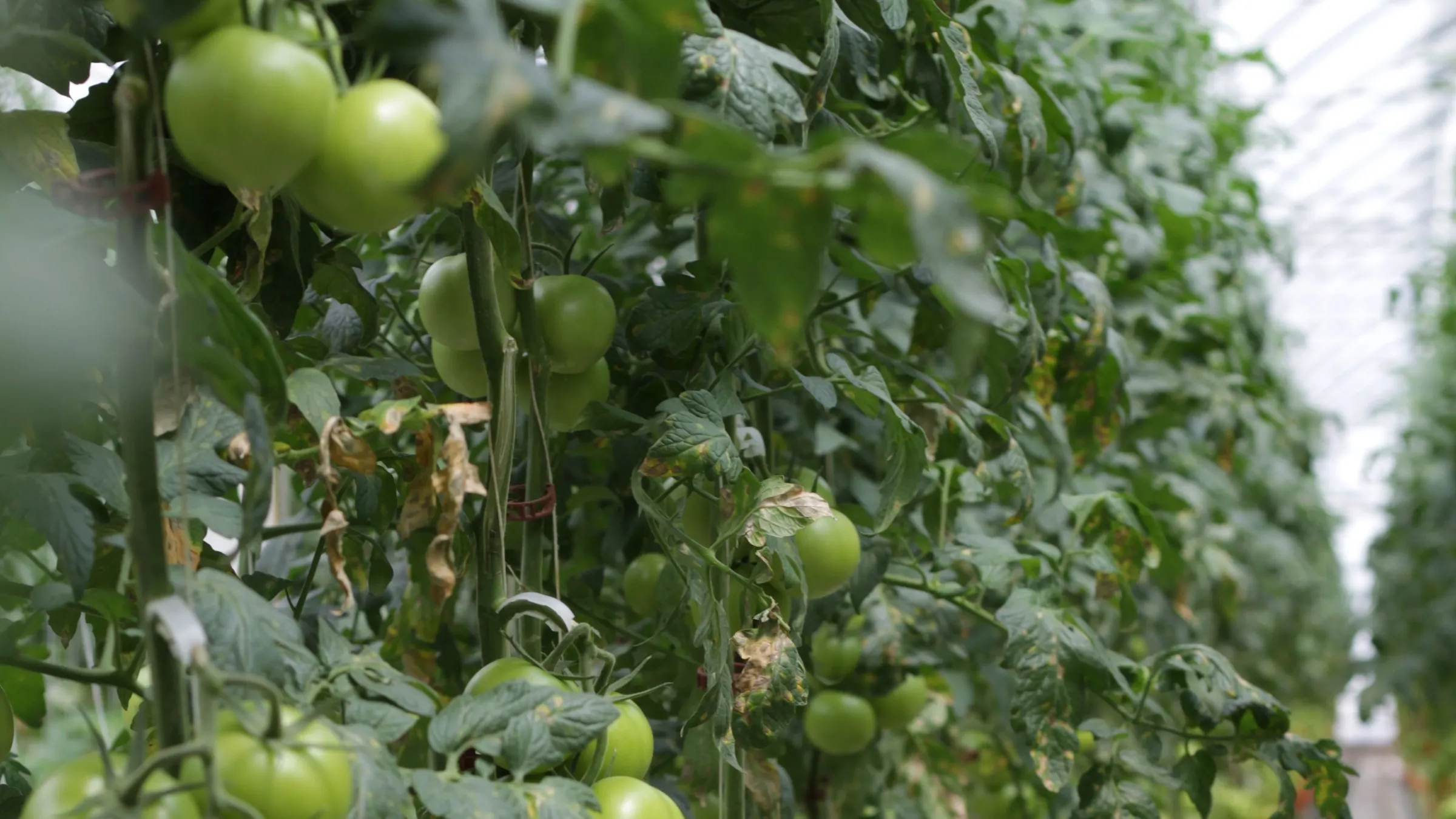 Tomatenpflanzen in einem Glasgewächshaus