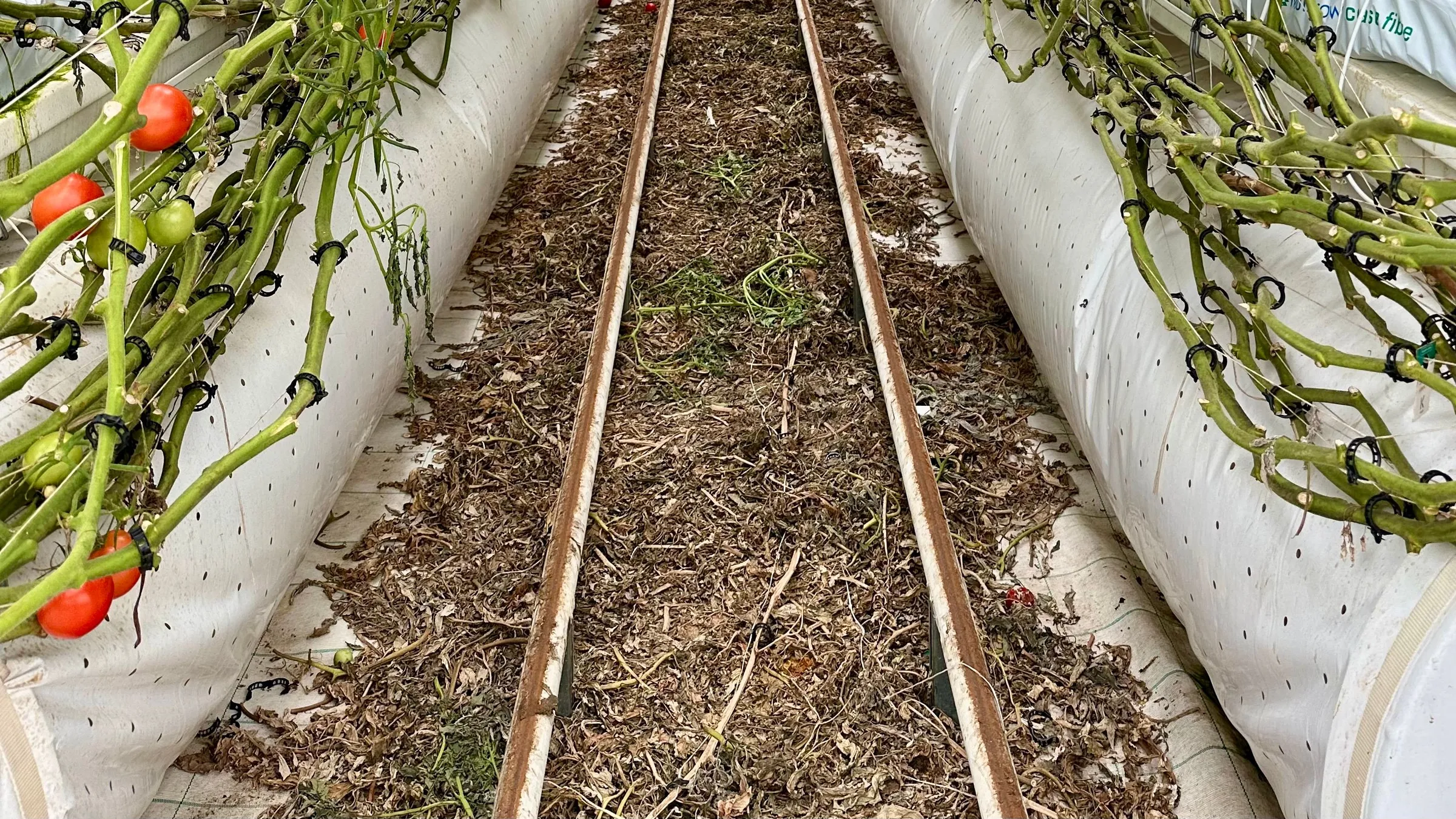 Tomatenreihen auf Substratsäcken in einem Gewächshaus