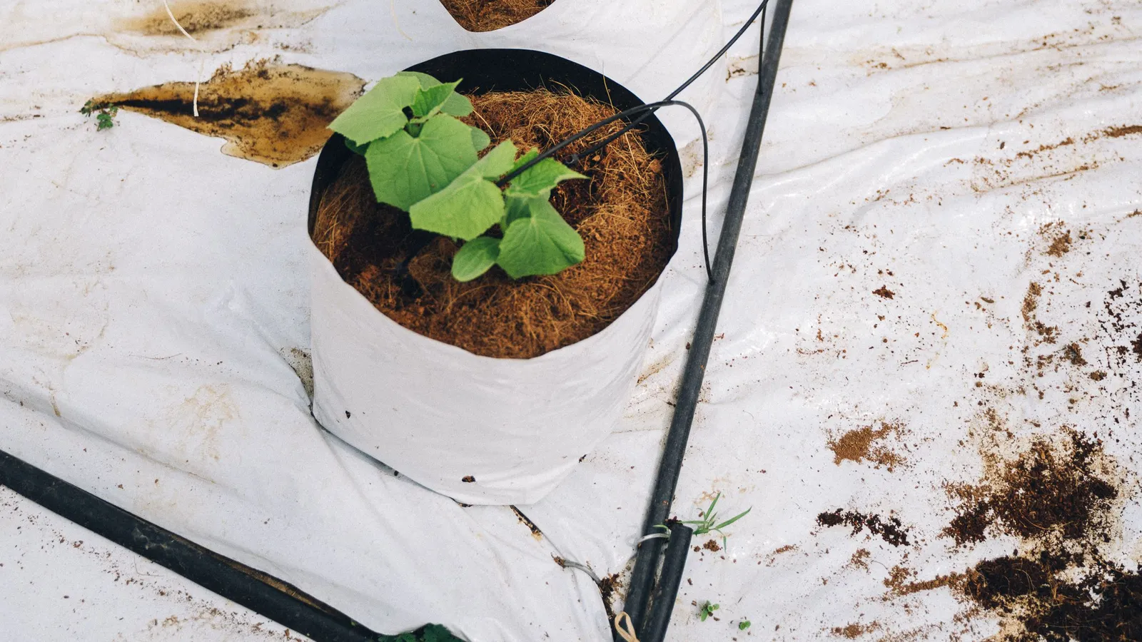 Tropfer in einem Grow-Bag mit Jungpflanze