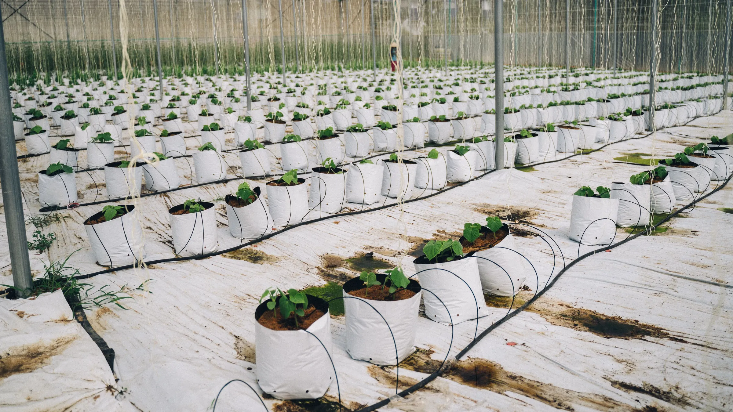 Grow-Bags in Reihen mit Tropfschläuchen im Gewächshaus