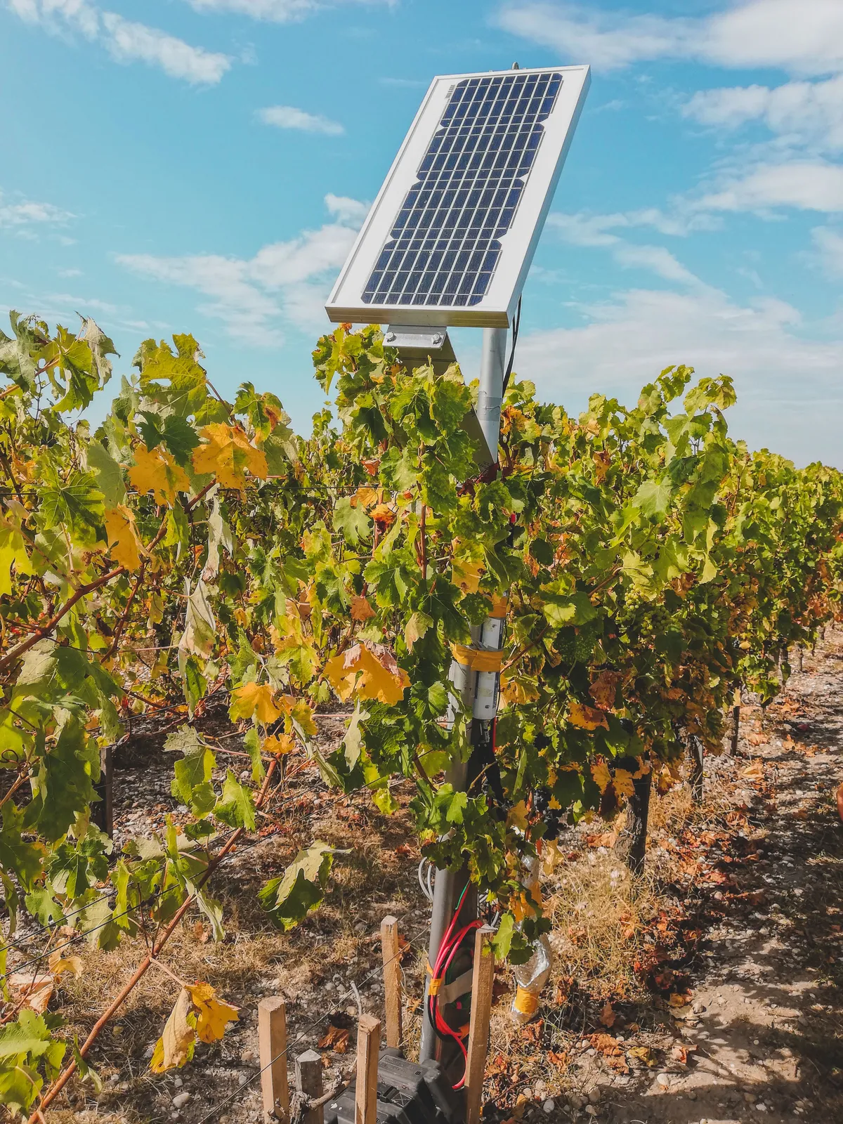 Solarbetriebener Sensormast in einem Weinberg